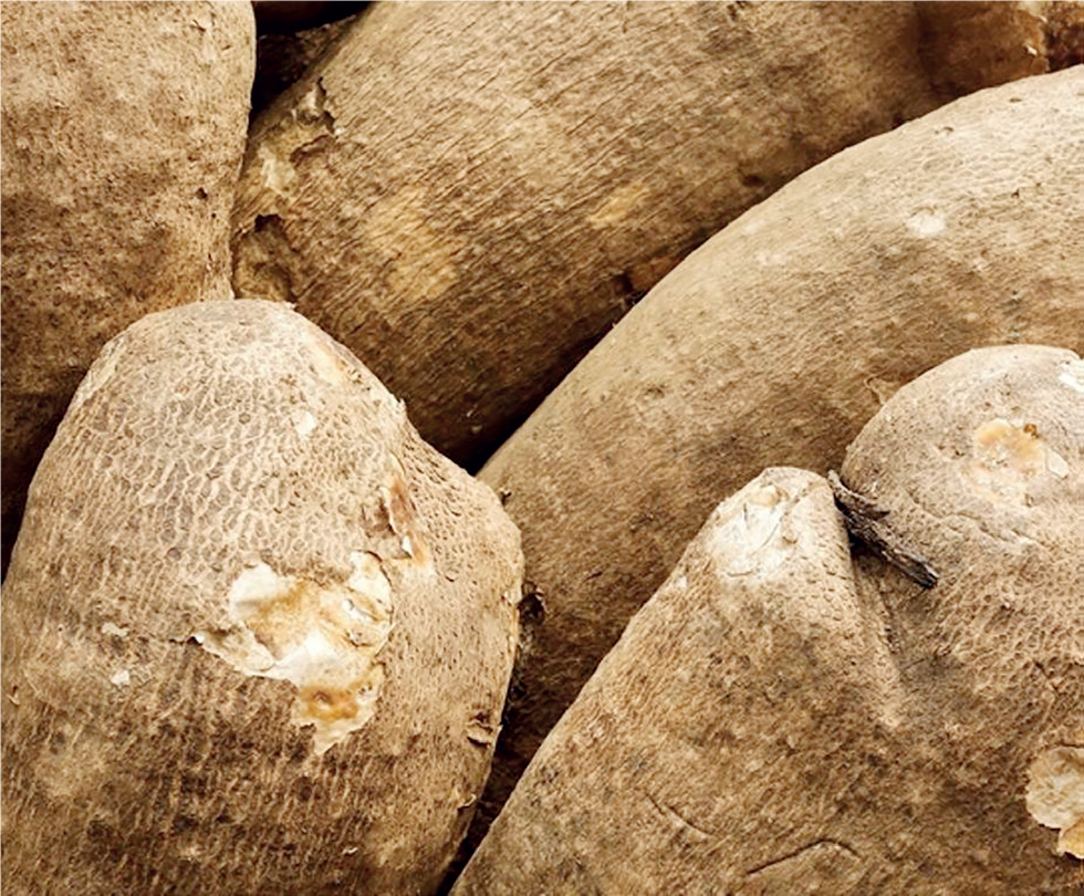 Yam Processing - THEWILL NEWS MEDIA