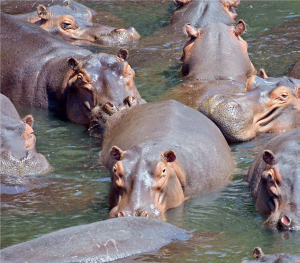 Kalale Hippopotamus - THEWILL NEWS MEDIA