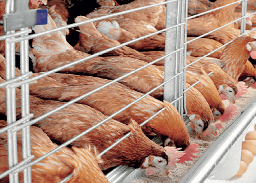 zam5 - THEWILL NEWS MEDIA Poultry Business