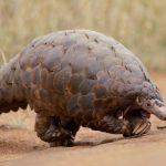 Preserving Endangered Pangolin Species From Extinction Pangolin Species