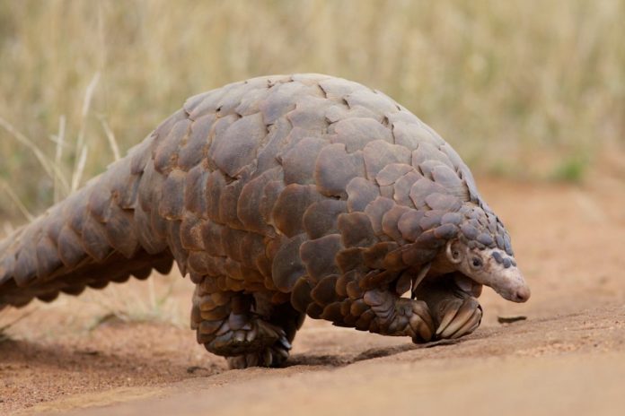 Pangolin Species