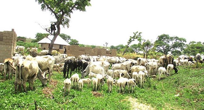 Anti-Open Grazing