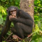WWD 2022 : Experts Drum Support for Wildlife