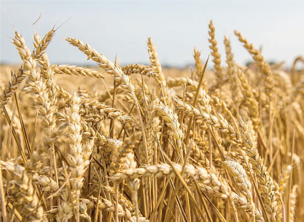 Grains Production - THEWILL NEWS MEDIA Grains Production