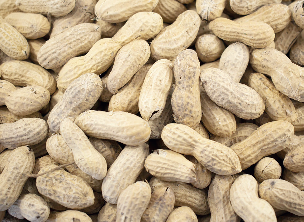Groundnuts Farming - THEWILL NEWS MEDIA Groundnuts Farming