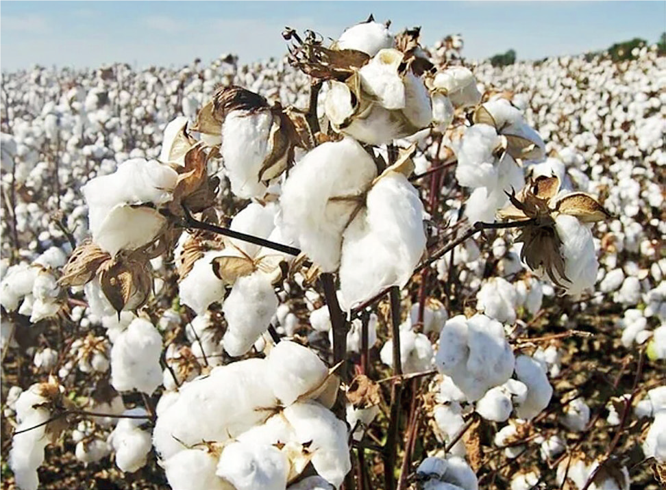 Cotton Production - THEWILL NEWS MEDIA Cotton Production
