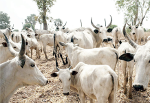 THEWILL EDITORIAL: Between Ranching and Open Grazing Ranching