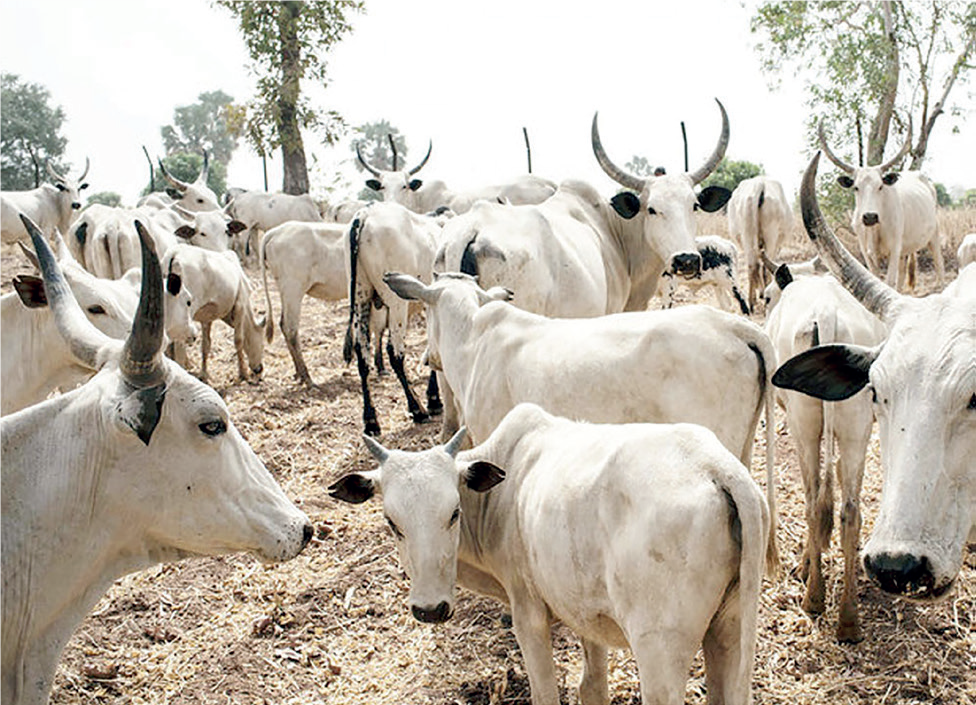 Ranching - THEWILL NEWS MEDIA Ranching