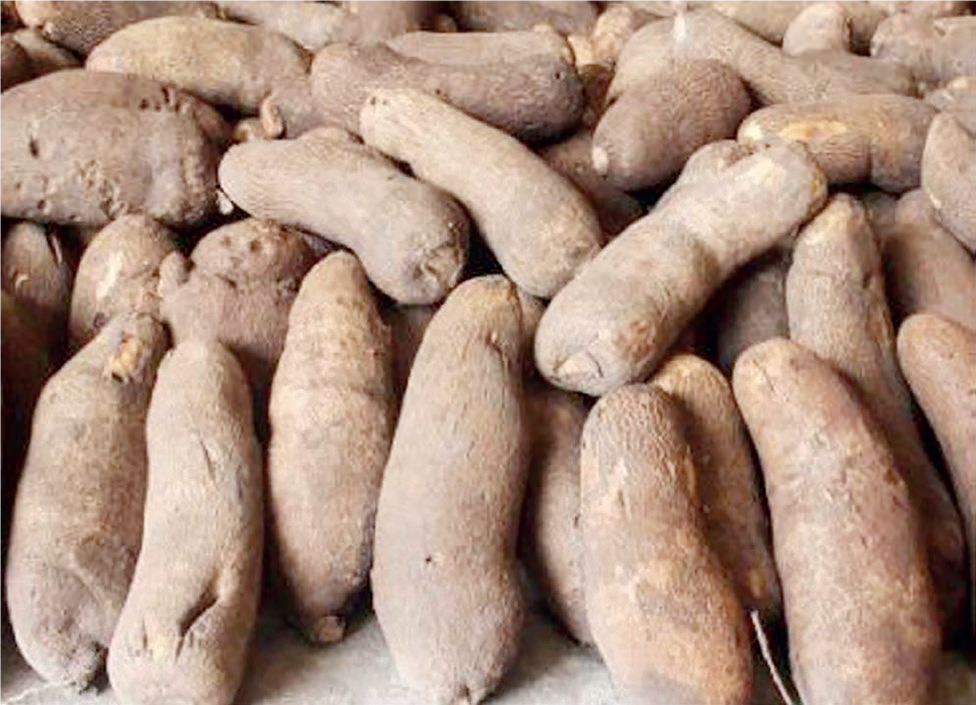 Yam And Cassava Production - THEWILL NEWS MEDIA Yam And Cassava Production