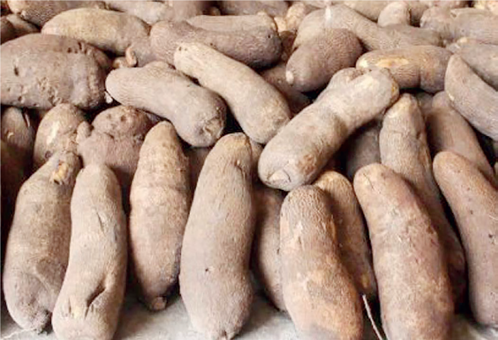 Yam Production And Processing - THEWILL NEWS MEDIA Yam Production And Processing