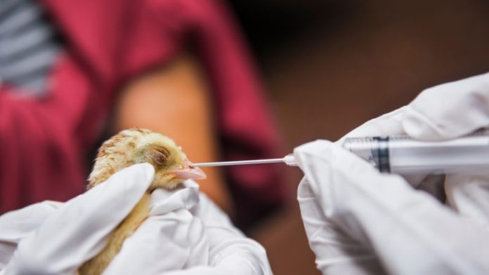 Bird Flu Bird Flu