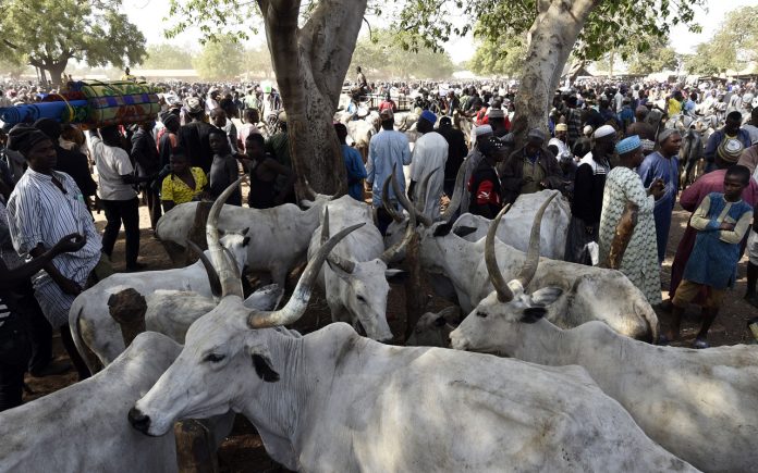 Cattle
