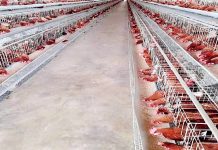 45 Years Of CBN Intervention: Osun State Stanza Farms