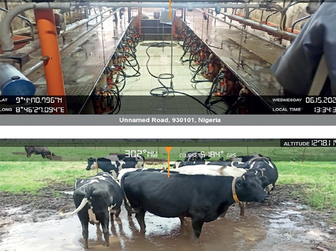 cattle processing