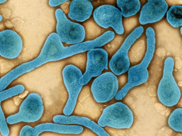 marburg virus disease marburg virus disease