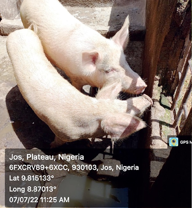 pigs