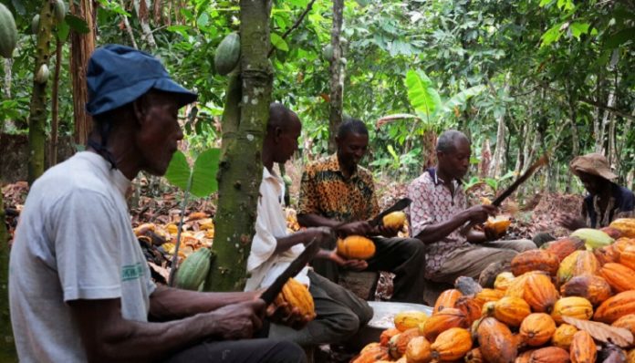 Cocoa Value Chain Cocoa Value Chain