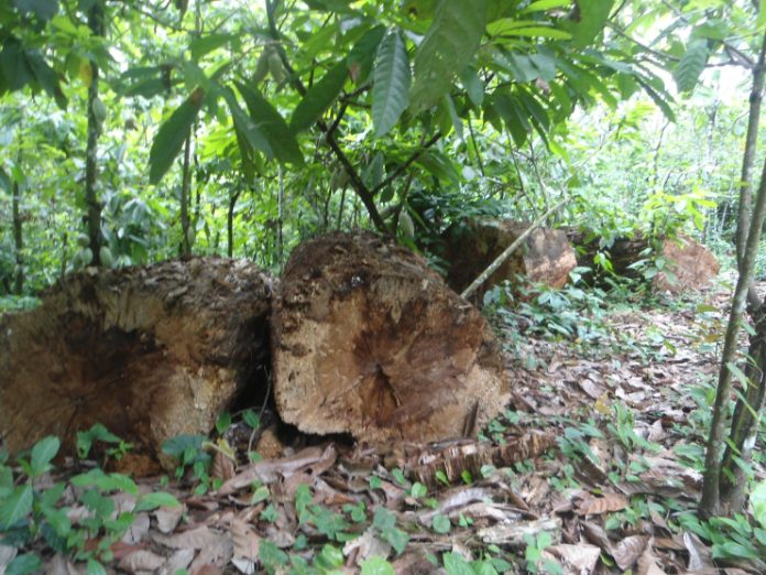 Deforestation Deforestation