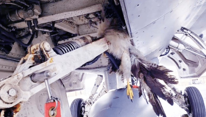 bird-strike-1