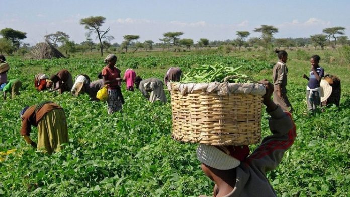 NACCIMA agriculture