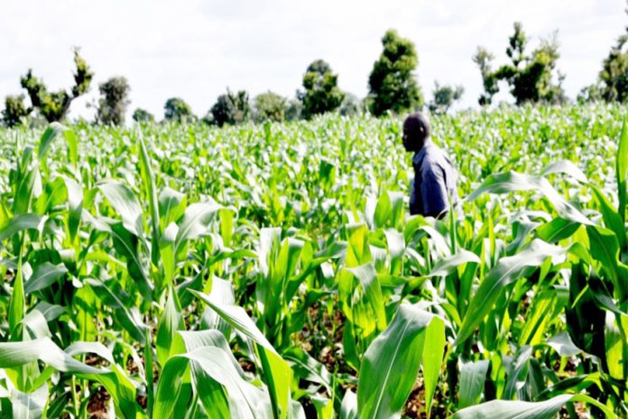 Akwa Ibom Farmer
