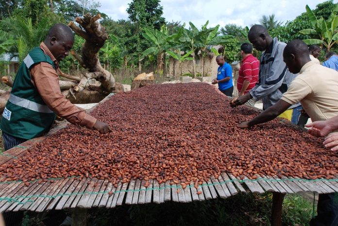 cocoa
