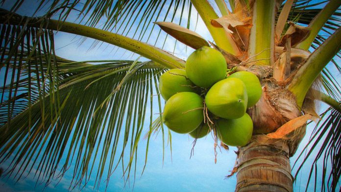 coconut tree