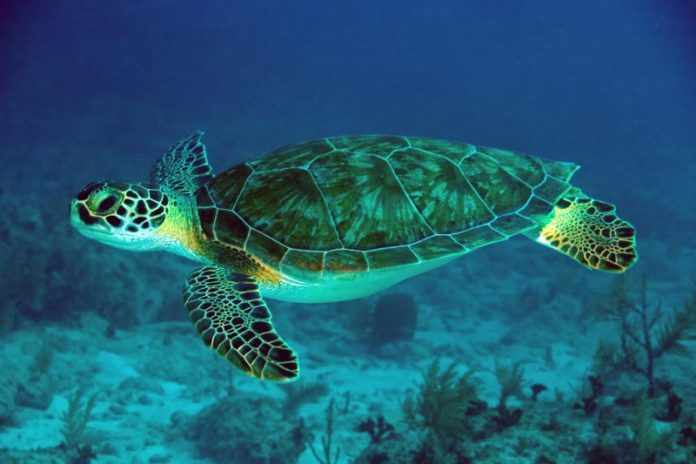 Sea Turtle