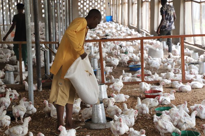 poultry business
