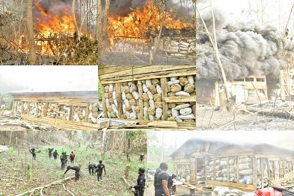 Skunk in Edo forest Ndlea - THEWILL NEWS MEDIA
