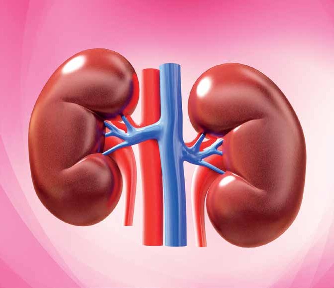 Kidney