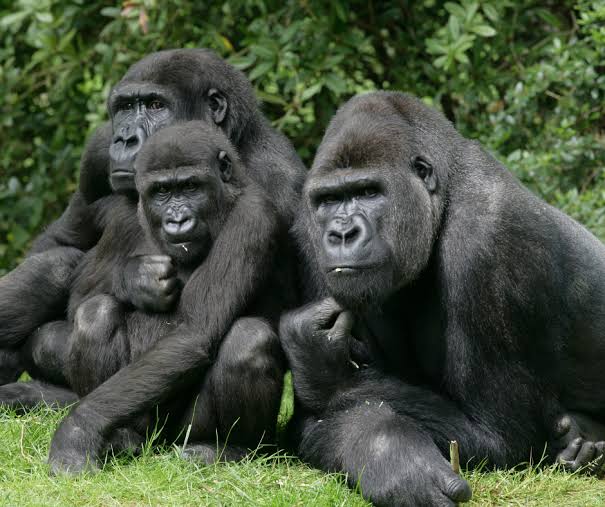The Cross River Gorilla 1 - THEWILL NEWS MEDIA