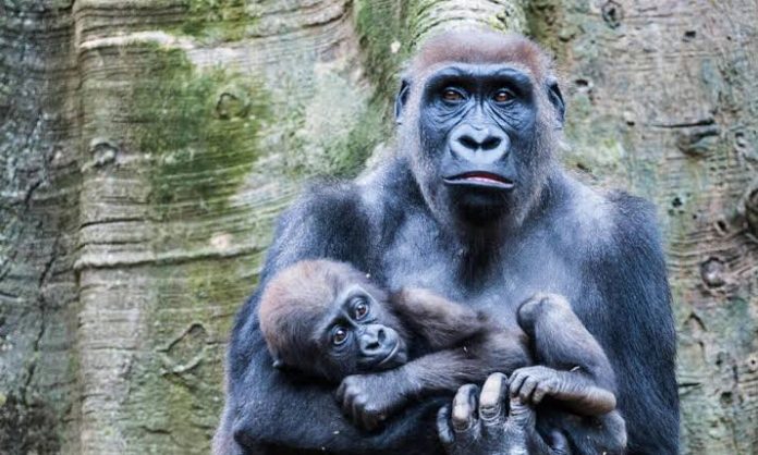 The Cross River Gorilla