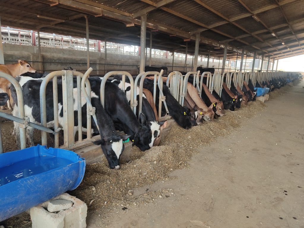 U.S. Jersey cattle at the Ikun Dairy farm in Ekiti State 2 - THEWILL NEWS MEDIA