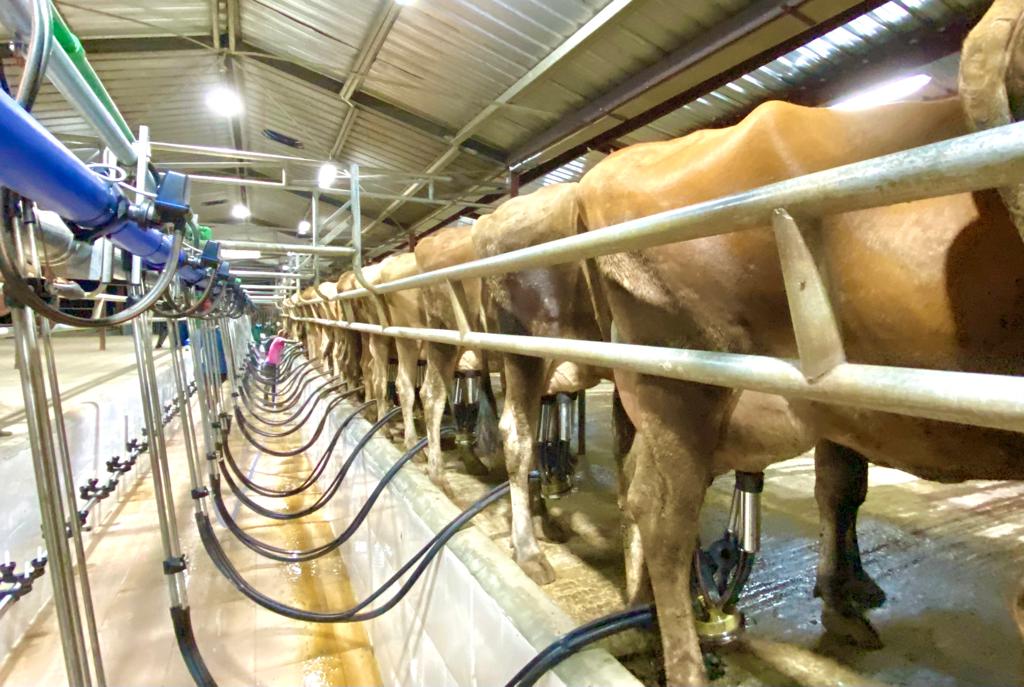 U.S. Jersey cattle at the Ikun Dairy farm in Ekiti State - THEWILL NEWS MEDIA