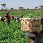 5,000 Cross River Farmers Benefit From World Bank, FAO Interventions In Cocoa, Palm Cultivation
