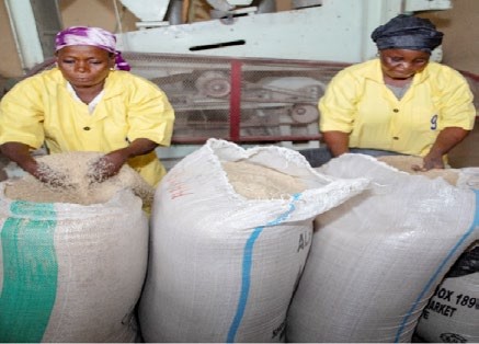 Muphido Rice Milling 2 - THEWILL NEWS MEDIA