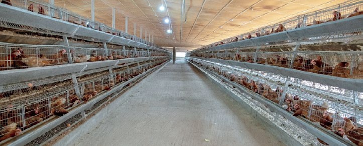 Poultry - THEWILL NEWS MEDIA