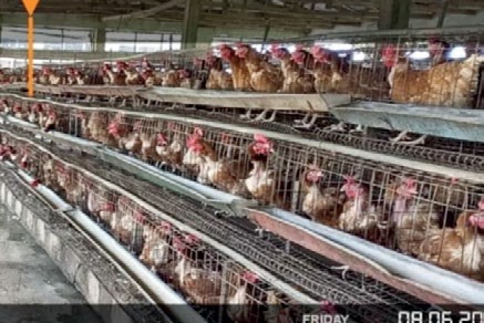 Mogaji memorial farm - THEWILL NEWS MEDIA