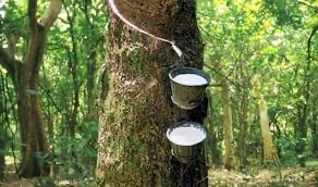 rubber Farm