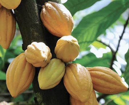Cocoa