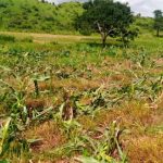 How Fulani Herdsmen Destroyed My Crops, Ezi- Ogbaku Women Abandon Farmlands Over Attacks- Farmer