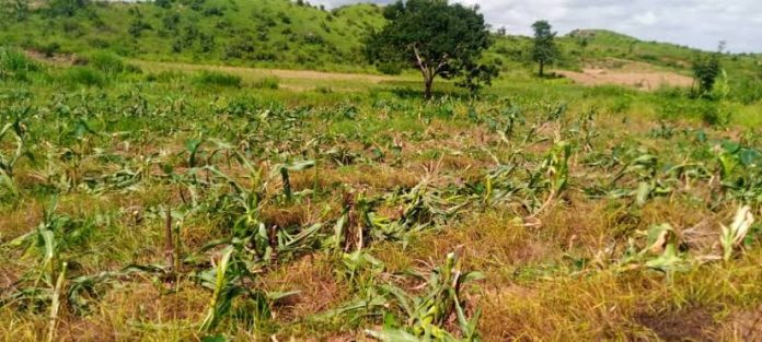 Destroyed farmlands