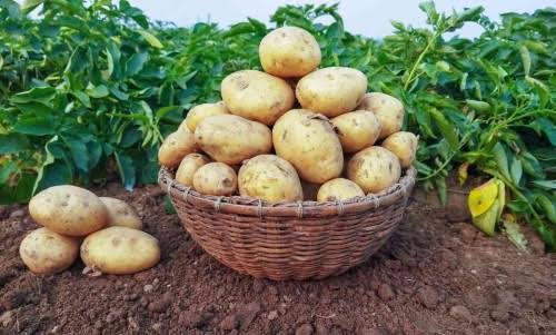 Potato