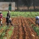 IFAD Facilitates MOU Between Benue Rice Farmers And Impact Grains LTD