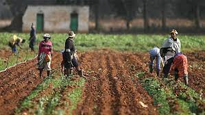 IFAD Facilitates MOU Between Benue Rice Farmers And Impact Grains LTD