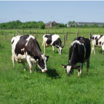L-PRES Committed To Improve Livestock Business In Sokoto – State Coordinator