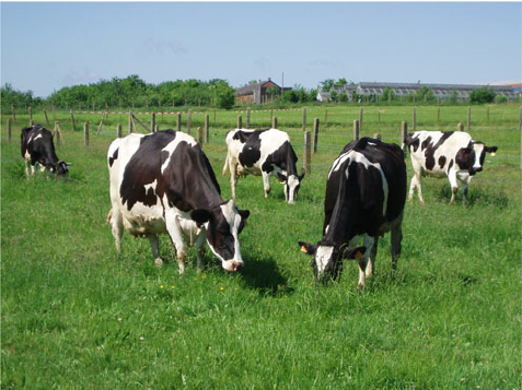 livestock