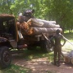 Group Calls For Prosecution Of Illegal Wood Loggers In Cross River wood loggers