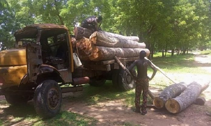 wood loggers